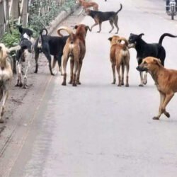 stray dogs