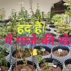 high tech ganja cultivation in a flat in greater noida