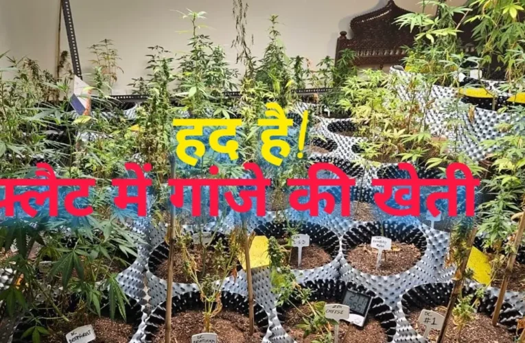 ग्रेटर नोएडा की पार्श्वनाथ सोसाइटी के फ्लैट में उगा रहा था प्रीमियम भांग, डार्क वेब के जरिए कर रहा था सप्लाई